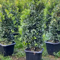 یاس هلندی جعبه۴۰|گل و گیاه طبیعی|کلاچای, |دیوار