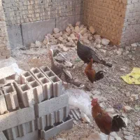 بوقلمون نر و ماده محلی و خروس محلی