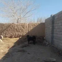 نر دوساله گله ای
