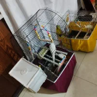 عروس هلندی|پرنده|فردیس, شهرک شهید حسینی|دیوار