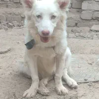 سگ پاکوتاه