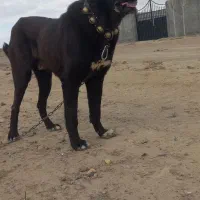 واگذاری سگ اصیل سراب