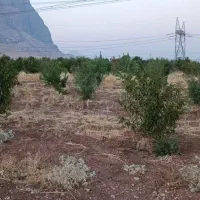 باغ با فروش فوری پشت پلیس راه بیستون کرمانشاه