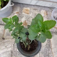 گل طبیعی|گل و گیاه طبیعی|الشتر, |دیوار