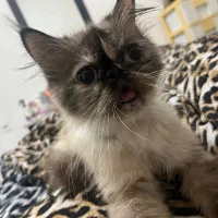 گربه ماده هیمالین