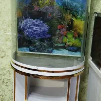 آکواریوم خم فیلتر سطلی چوب آبنوس و پمپ هوا و نور|ماهی|کرمانشاه, |دیوار