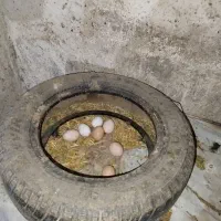 تخم مرغ محلی نطفه دار