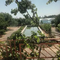 یک هکتار باغ همراه گلخانه با چاه عمیق اب