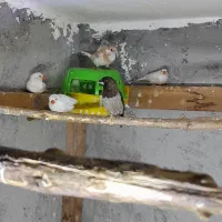 فنچ بنگالی و زبرا