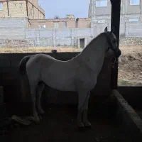 اسب کرد مدارک دار|اسب و تجهیزات اسبسواری|مشگین شهر, |دیوار