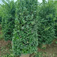 یاس هلندی ریشه پرس جعبه ۴۵|گل و گیاه طبیعی|خمام, |دیوار