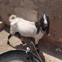 نر بز