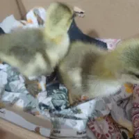 دوعدد بچه قوغاز|حیوانات مزرعه|طاهرگوراب, |دیوار