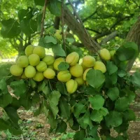 وایقان نهال فروش انواع نهال اصلاح شده پیوندی