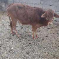 ۳ عدد گوساله