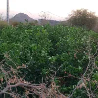 نهال واشنگتن فروشی