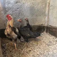 خروس کوشین ومرغ و خروس لاری