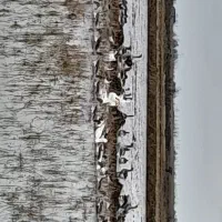 تخم اردک محلی وپکنی|حیوانات مزرعه|سنگر, |دیوار