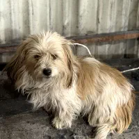 شیلا|سگ|مشگین شهر, |دیوار