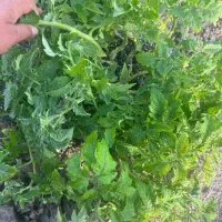 فروش نشا گرجه