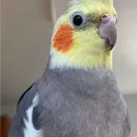 عروس هلندی گم شده