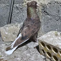 اشعل سرخ خال سیاه /شهری قهوه‌ای ماده|پرنده|خرمشهر, |دیوار