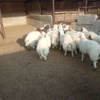 گوسفند پروار فروشی|حیوانات مزرعه|کارزان, |دیوار