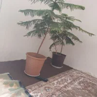 گل مطبق