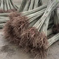 نهال صنوبر برای کشاورزی و فضای سبز|خدمات باغبانی و درختکاری|آبیک, |دیوار