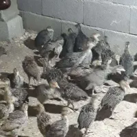 جوجه بوقلمون یکماهه