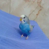 مرغ عشق