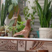کفتر جوجه سینه تافته ای نر|پرنده|شیراز, پودنک|دیوار