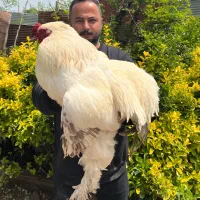 فروش‌جوجه‌،نیمچه و مولد اصیل برهما