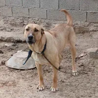 سگ سرابی ماده