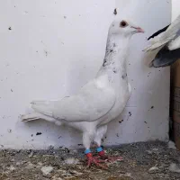 کفتر بمب|پرنده|مشهد, ویلاشهر|دیوار