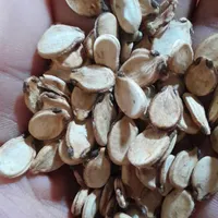 بذر هندوانه