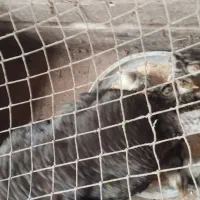 جوجه بوقلمون با مادر  جوجه ۲۰۰ و مادر ۱۲۰۰|حیوانات مزرعه|سنگر, |دیوار