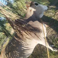 کاوه چاگ چله|حیوانات مزرعه|مهرستان, |دیوار