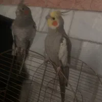یک جفت عروس هلندی