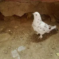 پرنده|پرنده|پلدشت, |دیوار