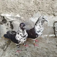 کبوتر پرشی یه جفت نرو ماده گرفتنی خال قدیم