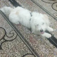 فروش سگ خانگی|سگ|جم, |دیوار