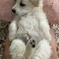 واگذاری توله سه ماهه
