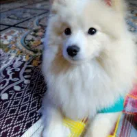 سگ پامرین|سگ|مشهد, هنرور|دیوار