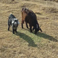 10تا بز ماده شیری با بزغاله های۲ماهشون