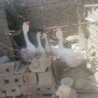 قو غاز خالماگور|حیوانات مزرعه|همدان, |دیوار