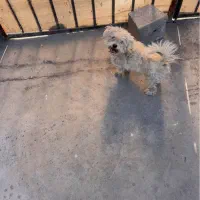 سگ شیتزو اصل