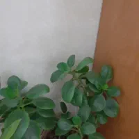 سلام گل طبیعی قاشقی سرحال بفروش،میرسه