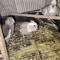 جوجه عروس هلندی