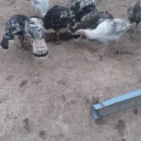بوقلمون نر وماده